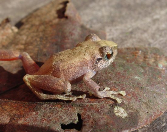 Common Tink Frog, photo 1