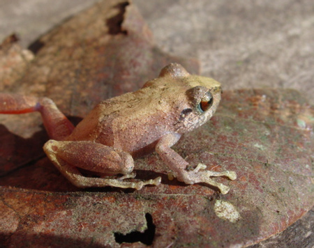Common Tink Frog
