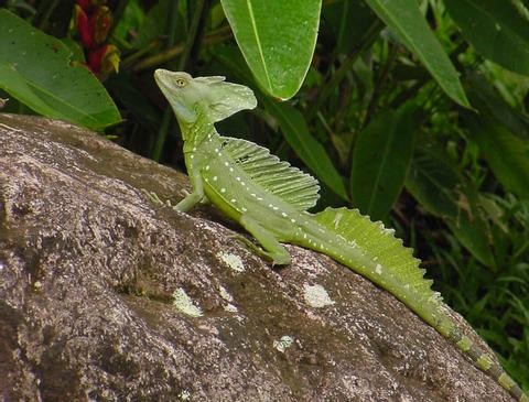 Common Basilisk 