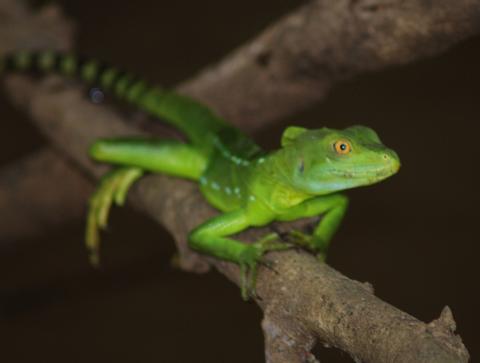 Common Basilisk 