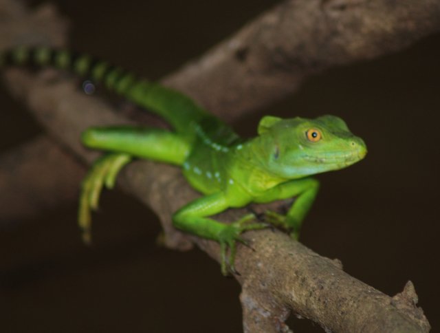 Common Basilisk, photo 2