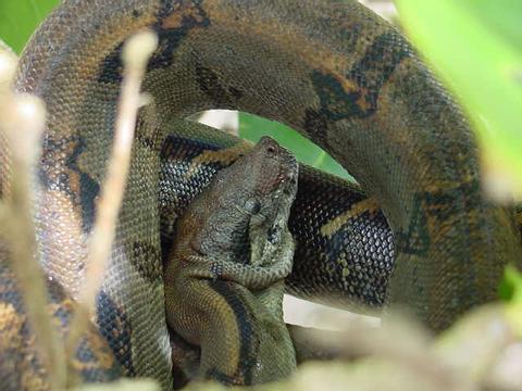 Boa Constrictor