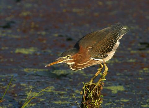 Green Heron 