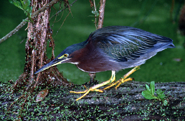 Green Heron Photo