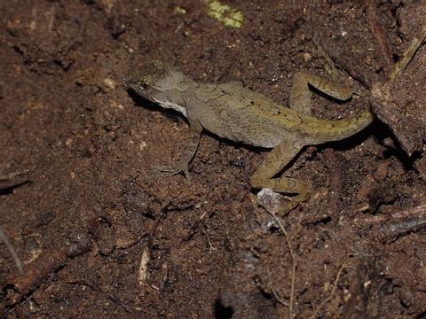 Lagartija Anolis 