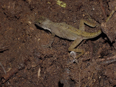 Ground Anole