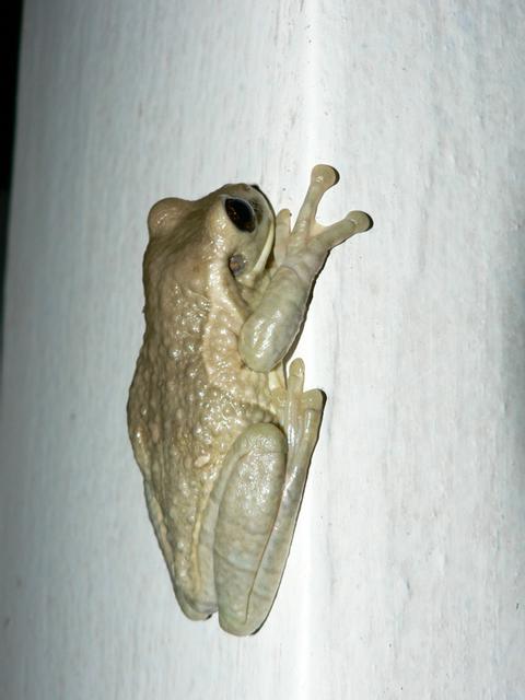 Rana Lechosa