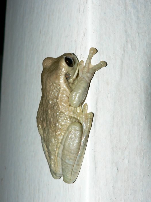 Milk Frog, photo 2