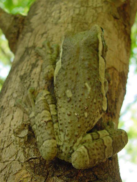 Milk Frog 