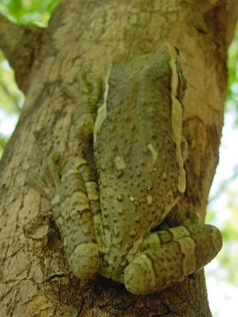 Milk Frog, photo 3