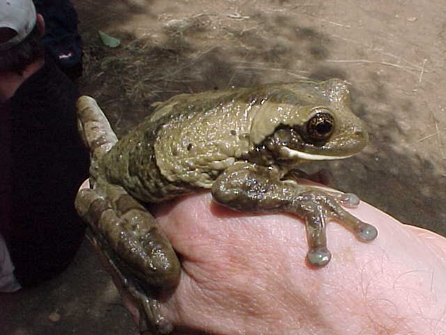 Milk Frog, photo 4
