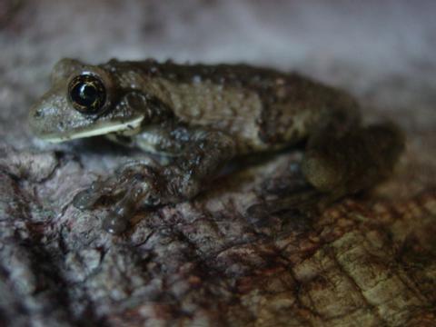 Milk Frog 