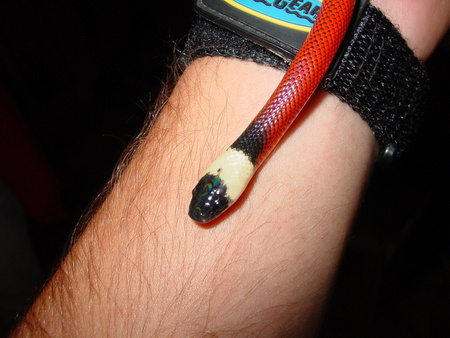 Zopilota