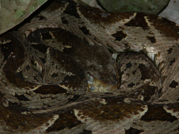 Fer-de-Lance, photo 1