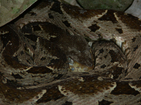 Fer-de-Lance