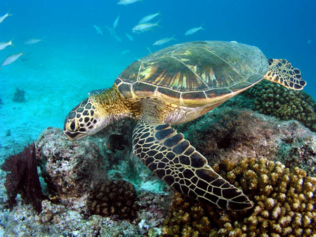 Green Turtle