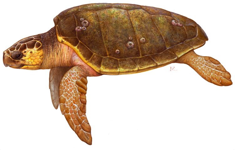 Loggerhead Sea Turtle, photo 1