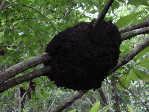 Termitas Arbóreas 