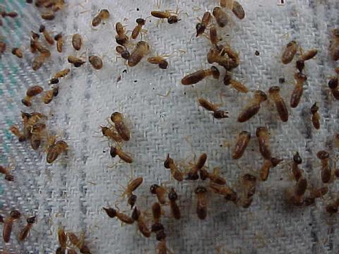 Arboreal Termites