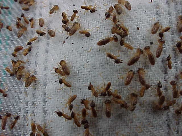 Arboreal Termites, photo 2