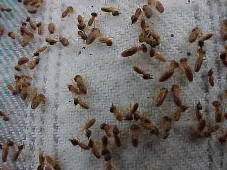 Arboreal Termites