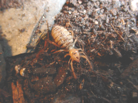 Arboreal Termites