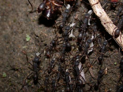 Army Ant