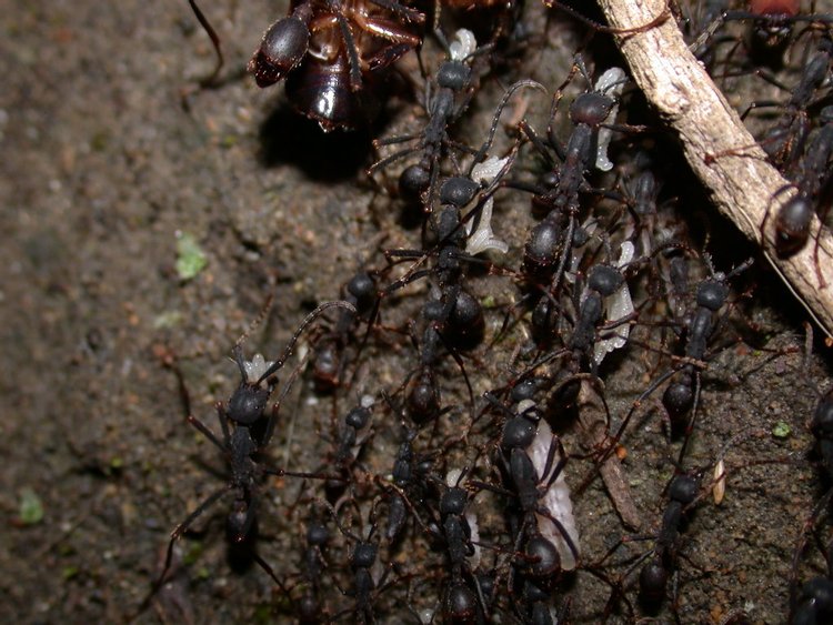 Army Ant, photo 2
