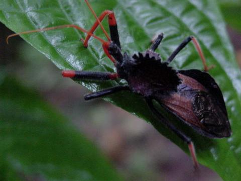 Assassin Bugs and Kissing Bugs