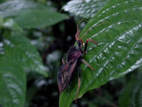 Assassin Bugs and Kissing Bugs 