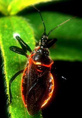 Assassin Bugs and Kissing Bugs