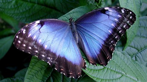 Mariposa Morfo azul 