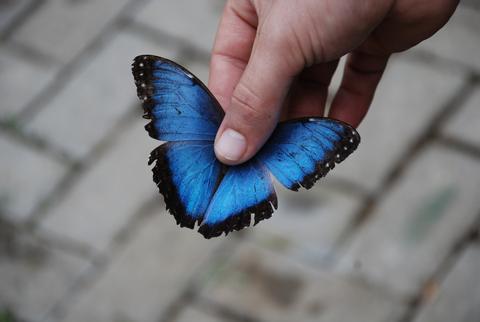 Blue Morpho