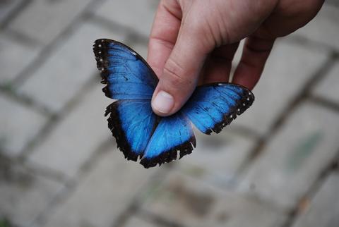 Mariposa Morfo azul 