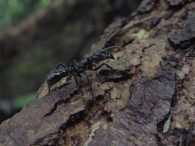 Bullet Ant Photo