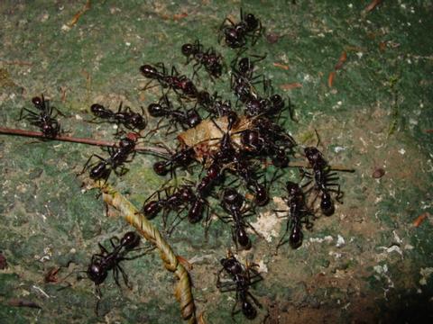 Bullet Ant