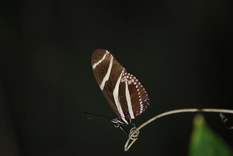 Mariposa Cocinera 