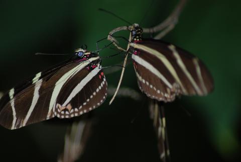 Mariposa Cocinera 