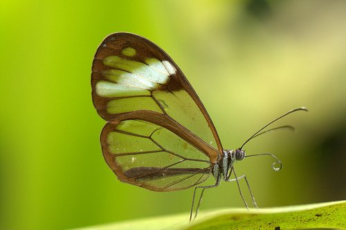 Glasswing Butterfly, photo 3