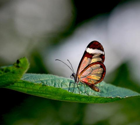 Glasswing Butterfly