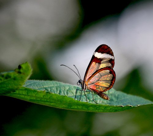 Glasswing Butterfly, photo 5