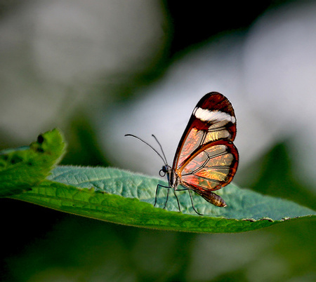 Glasswing Butterfly