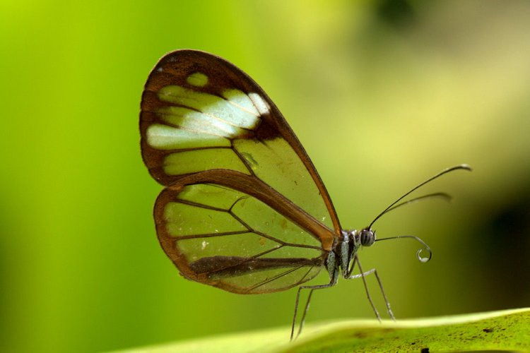 Glasswing Butterfly, photo 2