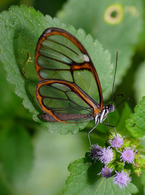 Glasswing Butterfly 