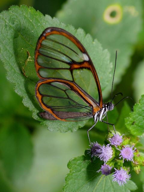 Mariposa Espejitos 