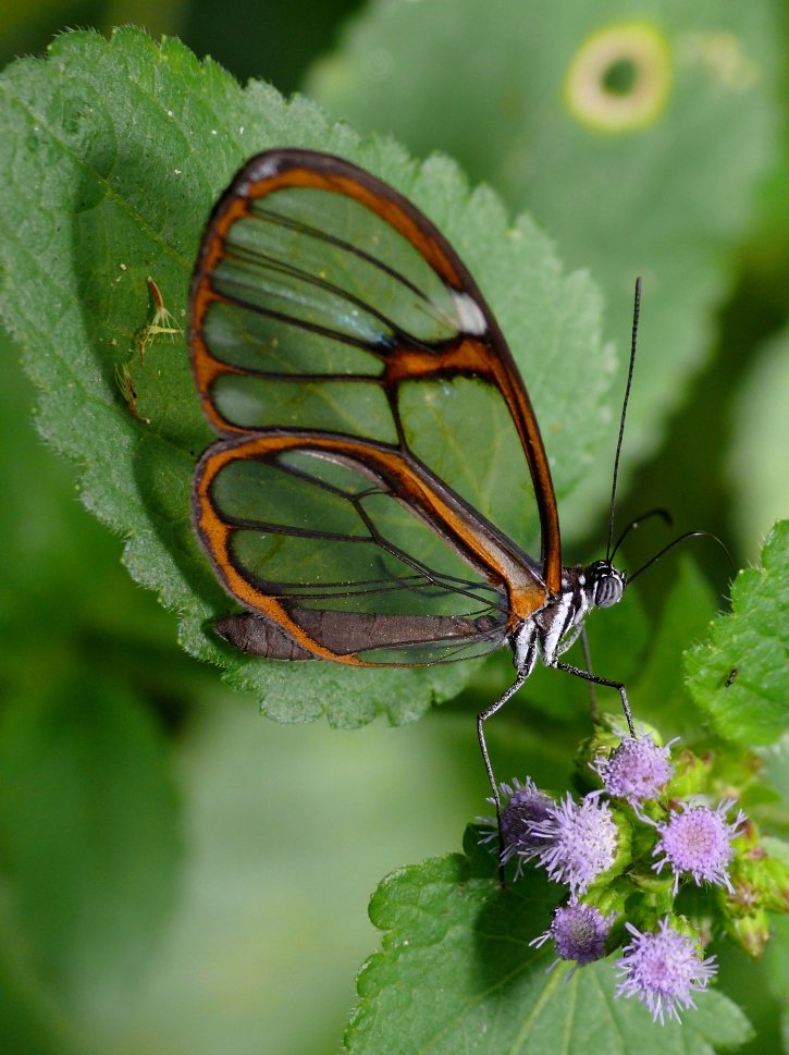 Glasswing Butterfly, photo 1