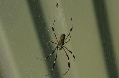 Araña de Seda Dorada 