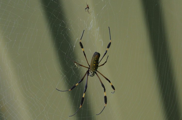 Golden Orb Weaver, photo 1