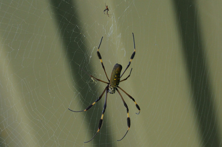 Golden Orb Weaver