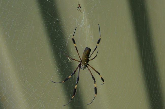 Golden Orb Weaver Photo